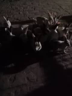 rabbit