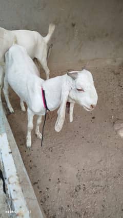 Jori 2 Dant Bakra