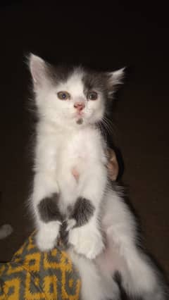 Persian kitten