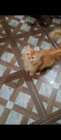 Brown Stud male cat