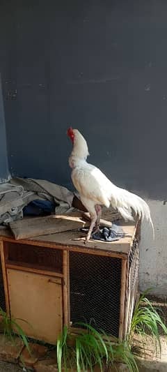 white aseel hen for sale