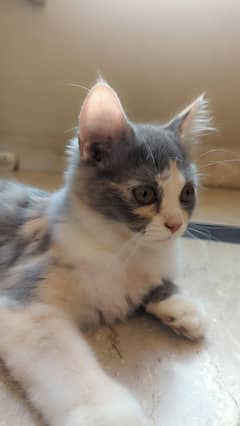 persian