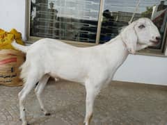 contact for price