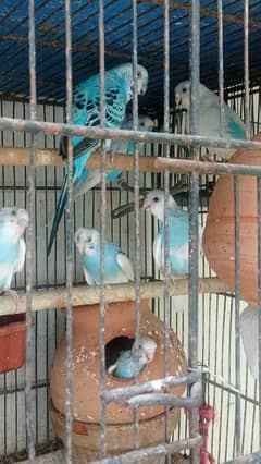 Budgies parrot
