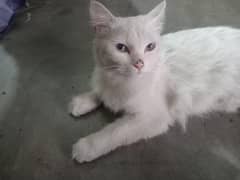 Cate sale prushean