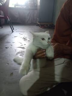 Cate sale prushean