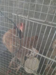 hen for sale Whatsapp 329 7505356