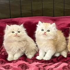 Persian kittens triple coat pair for sale contact whatsap 03114678893
