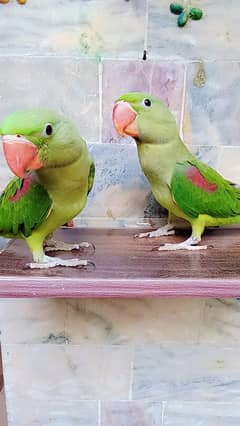 raw chick's