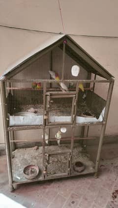 4 pairs Love birds