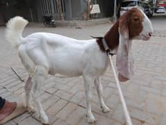 Gulabi Ablak baby