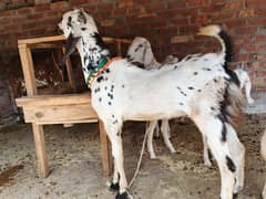 Dasi Donda Bakra For sale