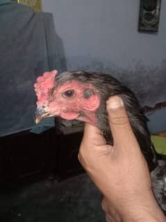 draghan