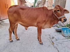 qurbani 2025 cows for sale Umar 2 sal
