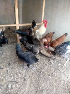 Desi Hen for sale