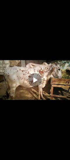 cow and buffalo