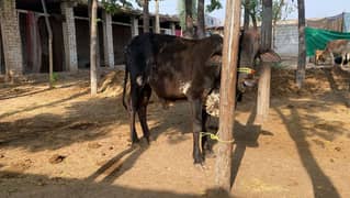 Qurbani Animal Do Dant Discount Price Lower than Mandi