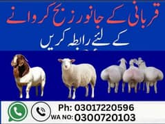 Professional Qasai, Dumba, Bakra, Qasai, Qurbani