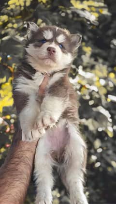 Syberian Husky Puppy Blue Eye