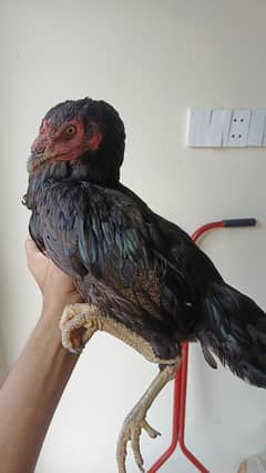 Aseel hen