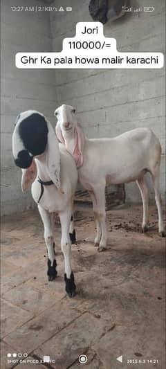 dumba gulabi