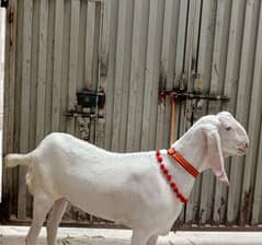 Rajanpuri Bakra For Sale