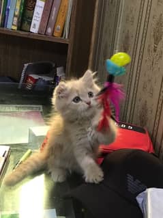 Persian cat for sale
