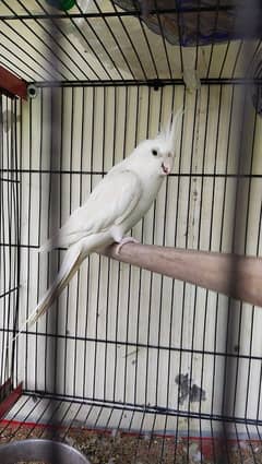 Male coctail breeder Eno coctail for sale