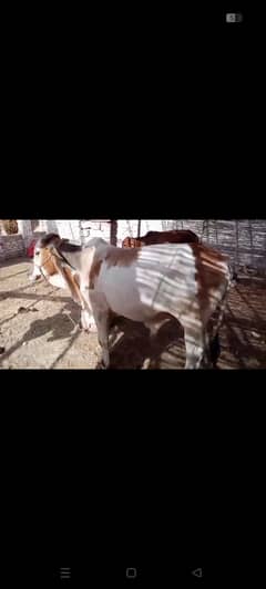 Cow for sale