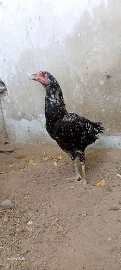2 aseel female