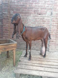 bital
