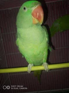 Kashmiri raw female hand team and talking parrot