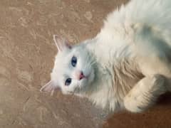 long Coat persian cat doll face with blue eyes