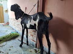 desi bakra
