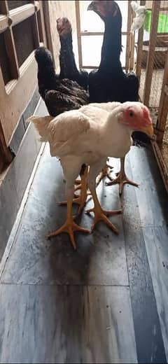 white shamo and japani shamo for sale