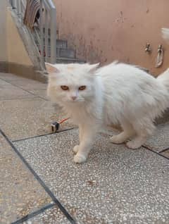 Pure Persian Breeding Female cat