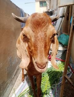 Bakra For Sale Urgent
