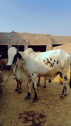 bachra