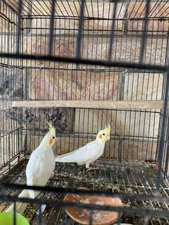 Cocktail parrots with cage