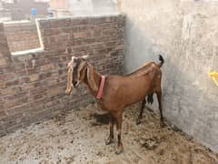 Qurbani ky lye sale
