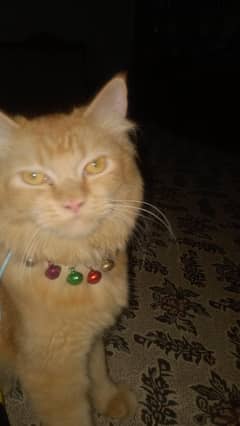 Persian