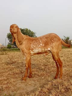 Bakray for sale