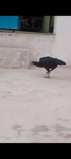3 Adeel murgiya r ek pata for sale
