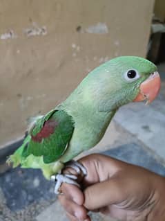 Wildlife Regst Alexandrine Raw chick