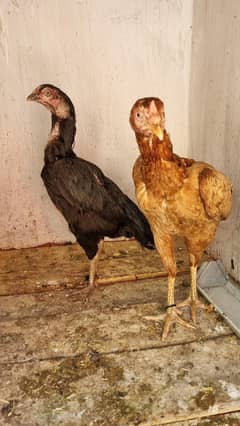 aseel hens pure