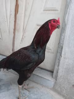 thaie and parit beek cros breeder male