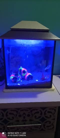 aquarium with fish