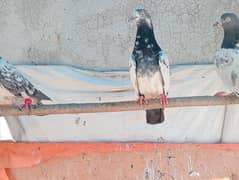 perwazi  pigeons