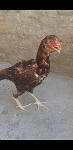 High Class Aseel Lakhi and Bajri Madi For Sale 03457795157