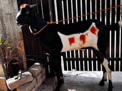 Bakra jori for sale